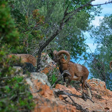 阿尔巴塔克斯公园度假村 - 沙丘