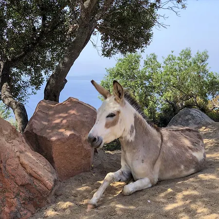 度假村 阿尔巴塔克斯公园度假村 - 沙丘 4*